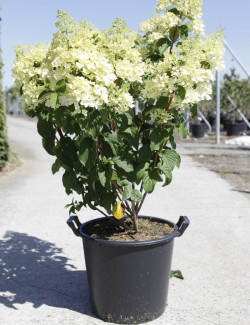 HYDRANGEA paniculata En pot de 35-50 litres