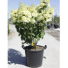 HYDRANGEA paniculata En pot de 35-50 litres