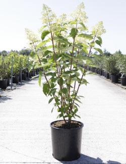 HYDRANGEA paniculata En pot de 10-12 litres