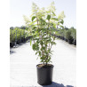 HYDRANGEA paniculata En pot de 10-12 litres