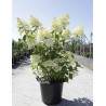 HYDRANGEA paniculata En pot de 35-50 litres