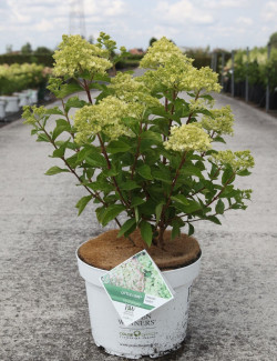 HYDRANGEA paniculata En pot de 10-12 litres