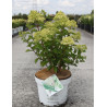 HYDRANGEA paniculata En pot de 10-12 litres