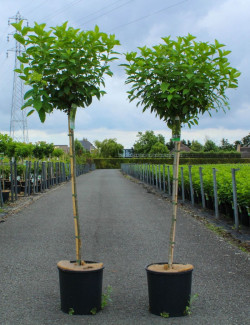 HYDRANGEA paniculata En pot de 12-15 litres forme tige hauteur du tronc 090-110 cm