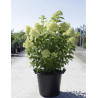 HYDRANGEA paniculata En pot de 35-50 litres
