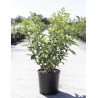 HYDRANGEA paniculata En pot de 10-12 litres