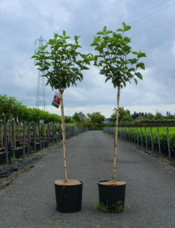 HYDRANGEA paniculata En pot de 12-15 litres forme tige hauteur du tronc 090-110 cm