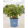 HYDRANGEA ENDLESS SUMMER TWIST-N-SHOUT ROSE En pot de 15-20 litres