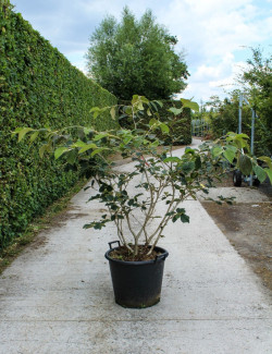 HAMAMELIS intermedia En pot de 35-50 litres