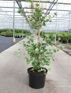 GINKGO biloba BLAGON En pot de 7-10 litres