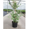 GINKGO biloba BLAGON En pot de 7-10 litres