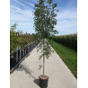 FRAXINUS angustifolia RAYWOOD En pot de 15-20 litres forme baliveau