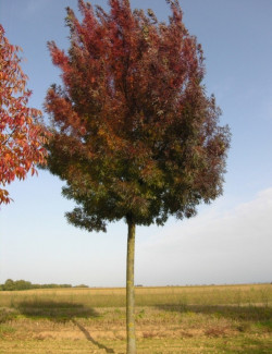 FRAXINUS angustifolia RAYWOOD
