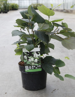 FOTHERGILLA major En pot de 3-4 litres
