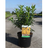 FORSYTHIA intermedia MIKADOR En pot de 3-4 litres