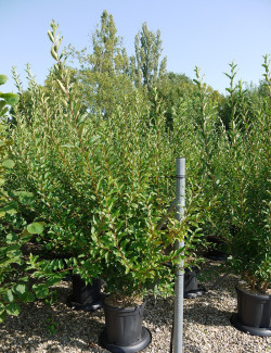 FORSYTHIA intermedia LYNWOOD GOLD En pot de 15-20 litres