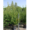 FORSYTHIA intermedia LYNWOOD GOLD En pot de 15-20 litres