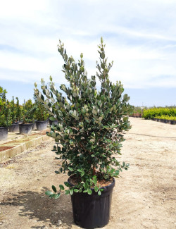 FEIJOA sellowiana En pot de 25--30 litres