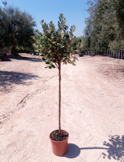 FEIJOA sellowiana En pot de 15-20 litres forme tige hauteur du tronc 090-110 cm