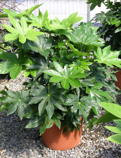 FATSIA japonica ou sieboldii En pot de 35-50 litres