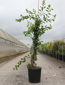 EXOCHORDA macrantha THE BRIDE En pot de 10-12 litres