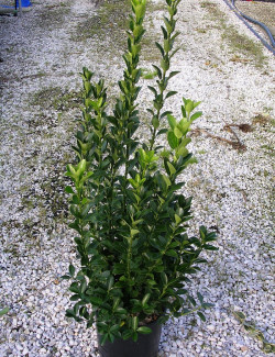 EUONYMUS japonicus En pot de 7-10 litres