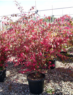 EUONYMUS alatus En pot de 15-20 litres