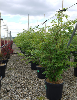 EUONYMUS alatus En pot de 15-20 litres