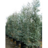 EUCALYPTUS gunnii