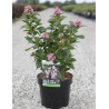 ESCALLONIA laevis PINK ELLE En pot de 3-4 litres