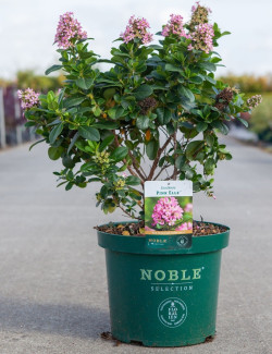 ESCALLONIA laevis PINK ELLE En pot de 10-12 litres