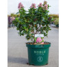 ESCALLONIA laevis PINK ELLE En pot de 10-12 litres