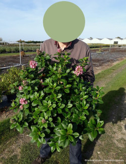 ESCALLONIA laevis PINK ELLE En pot de 10-12 litres