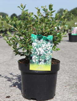 ESCALLONIA APPLE BLOSSOM En pot de 3-4 litres