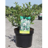 ESCALLONIA APPLE BLOSSOM En pot de 3-4 litres