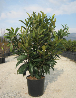 ERIOBOTRYA japonica En pot de 25-30 litres