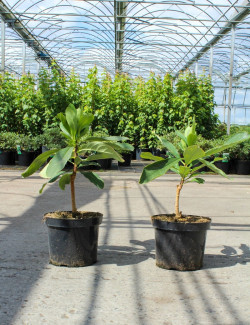 EDGEWORTHIA chrysantha GRANDIFLORA En pot de 7-10 litres