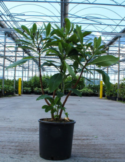 EDGEWORTHIA chrysantha GRANDIFLORA En pot de 15-20 litres