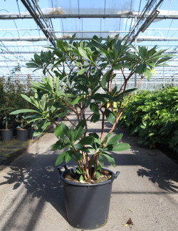 EDGEWORTHIA chrysantha GRANDIFLORA En pot de 35-50 litres