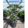 EDGEWORTHIA chrysantha GRANDIFLORA En pot de 35-50 litres