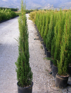 CUPRESSUS sempervirens STRICTA En pot de 15-20 litres