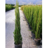 CUPRESSUS sempervirens STRICTA En pot de 15-20 litres