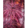 ACER palmatum DISSECTUM INABE SHIDARE
