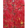 ACER palmatum DISSECTUM INABE SHIDARE