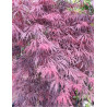 ACER palmatum DISSECTUM INABE SHIDARE