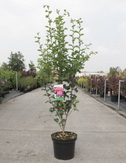 CRATAEGUS laevigata PAUL'S SCARLET En pot de 7-10 litres
