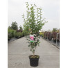 CRATAEGUS laevigata PAUL'S SCARLET En pot de 7-10 litres