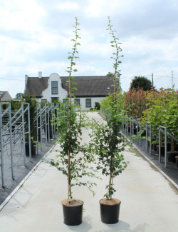 CRATAEGUS laevigata PAUL'S SCARLET En pot de 15-20 litres forme baliveau