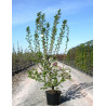 CRATAEGUS laevigata PAUL'S SCARLET En pot de 15-20 litres