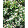 COTONEASTER radicans EICHHOLZ